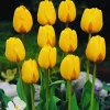 Arborix Bulbes De Fleurs | - 50 x tulipe golden apeldoorn - bulbes à fleurs de printemps