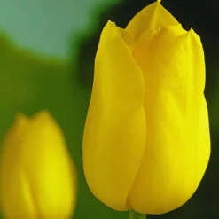 Arborix - 50 x tulipe golden melody - bulbes à fleurs de printemps Online
