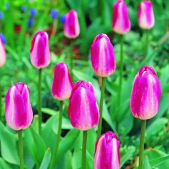 Arborix Bulbes De Fleurs | - 50 x tulipe high noon - bulbes à fleurs de printemps