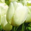 Arborix Bulbes De Fleurs | - 50 x tulipe ivory floradale - bulbes à fleurs de printemps