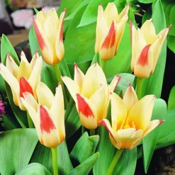 Arborix - 50 x tulipe johann strauss - bulbes à fleurs de printemps New