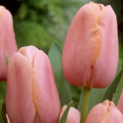 Arborix - 50 x tulipe menton - bulbes à fleurs de printemps Discount