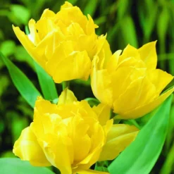 Arborix - 50 x tulipe mr. Vd hoef - bulbes à fleurs de printemps Outlet