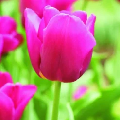 Arborix Bulbes De Fleurs | - 50 x tulipe negrita - bulbes à fleurs de printemps