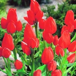 Arborix - 50 x tulipe orange bouquet - bulbes à fleurs de printemps New