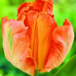 Arborix - 50 x tulipe orange favourit - bulbes à fleurs de printemps Online