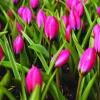 Arborix - 50 x tulipe pulchella violacea - bulbes à fleurs de printemps Clearance