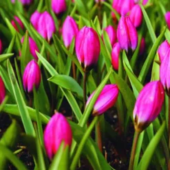 Arborix - 50 x tulipe pulchella violacea - bulbes à fleurs de printemps Clearance