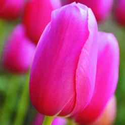 Arborix Bulbes De Fleurs | - 50 x tulipe renown - bulbes à fleurs de printemps