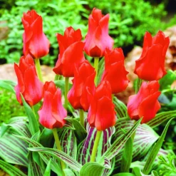 Arborix - 50 x tulipe roodkapje - bulbes à fleurs de printemps Discount
