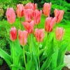 Arborix Bulbes De Fleurs | - 50 x tulipe rosy wings - bulbes à fleurs de printemps