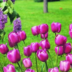 Arborix - 50 x tulipe scotch lassie - bulbes à fleurs de printemps Sale