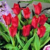 Arborix Bulbes De Fleurs | - 50 x tulipe showwinner - bulbes à fleurs de printemps