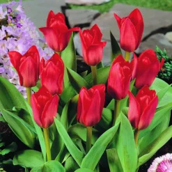 Arborix Bulbes De Fleurs | - 50 x tulipe showwinner - bulbes à fleurs de printemps