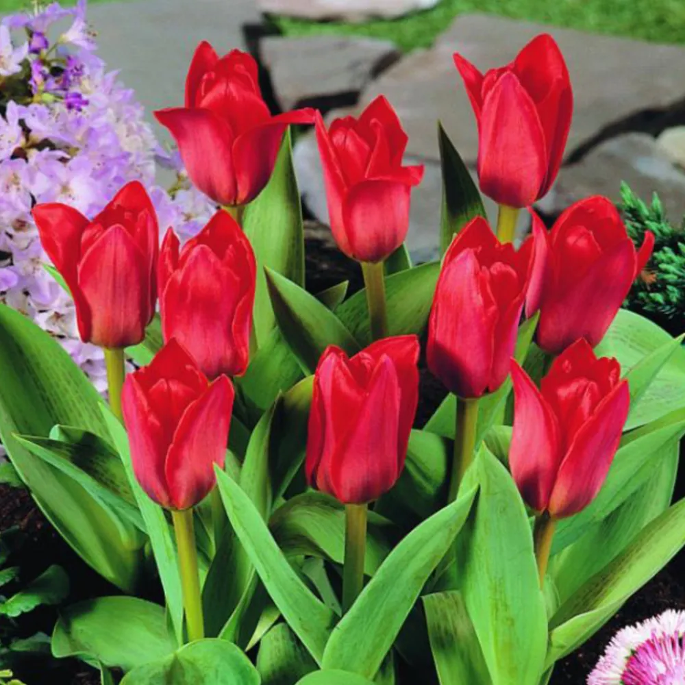 Arborix Bulbes De Fleurs | - 50 x tulipe showwinner - bulbes à fleurs de printemps