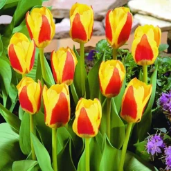 Arborix Bulbes De Fleurs | - 50 x tulipe stresa - bulbes à fleurs de printemps