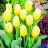 Arborix Bulbes De Fleurs | - 50 x tulipe sweetheart - bulbes à fleurs de printemps