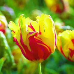 Arborix Bulbes De Fleurs | - 50 x tulipe texas flame - bulbes à fleurs de printemps