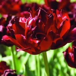 Arborix Bulbes De Fleurs | - 50 x tulipe uncle tom - bulbes à fleurs de printemps