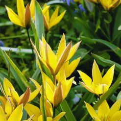 Arborix Bulbes De Fleurs | - 50 x tulipe urumiensis - bulbes à fleurs de printemps