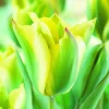 Arborix Bulbes De Fleurs | - 50 x tulipe yellow springgreen - bulbes à fleurs de printemps