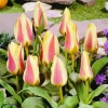 Arborix - 50 x tulipe zampa - bulbes à fleurs de printemps Discount