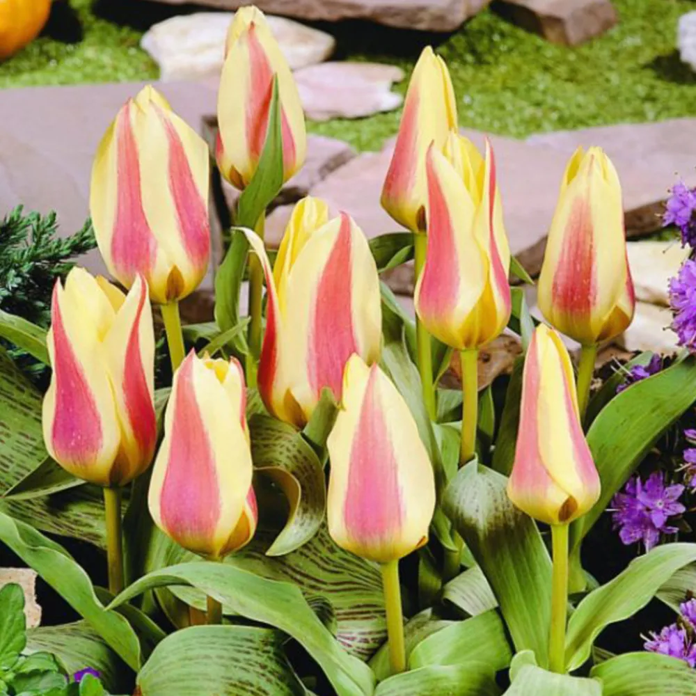 Arborix - 50 x tulipe zampa - bulbes à fleurs de printemps Discount