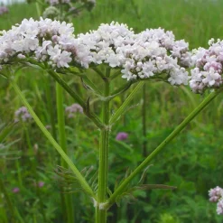 Arborix - 6 x valériane officinale - valeriana officinalis - godet 9cm x 9cm Best