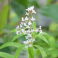 Arborix Plants De Légumes Et Aromatiques | - 6 x verveine citronnelle - aloysia triphylla - godet 9cm x 9cm