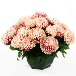 Arche Diffusion - Coupe de chrysanthèmes artificiels, 28 fleurs - Rose Clearance