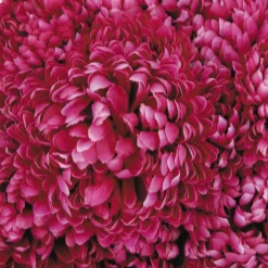 Arche Diffusion Fleurs Et Plantes Artificielles | - Coupe de chrysanthèmes artificielles à 14 tiges