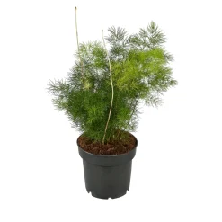 NA Plantes Vertes | Asparagus mix : pot de D.12cm - H.30cm