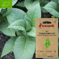 Association Kokopelli - Graines bio à semer - tabac virginia bright leaf New
