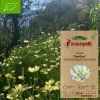 Association Kokopelli Graines De Fleurs | - Graines bio à semer - cosmos jaune xanthos