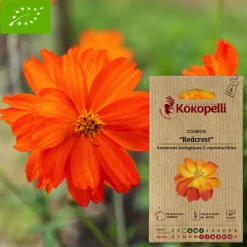 Association Kokopelli Graines De Fleurs | - Graines bio à semer - cosmos redcrest