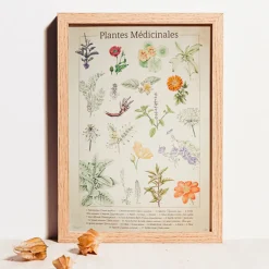 Association Kokopelli Peinture Et Beaux-Arts | - Planche botanique plantes médicinales numérotée a2