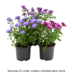 NA Aster : pot de diamètre 10,5 cm - Coloris variables Clearance