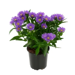 NA Aster : pot de diamètre 10,5 cm - Coloris variables Clearance