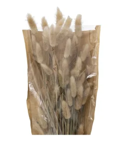Atmosphera - Bouquet de fleurs séchées queue de lapin ivoire d. 18 x h. 58 cm Clearance