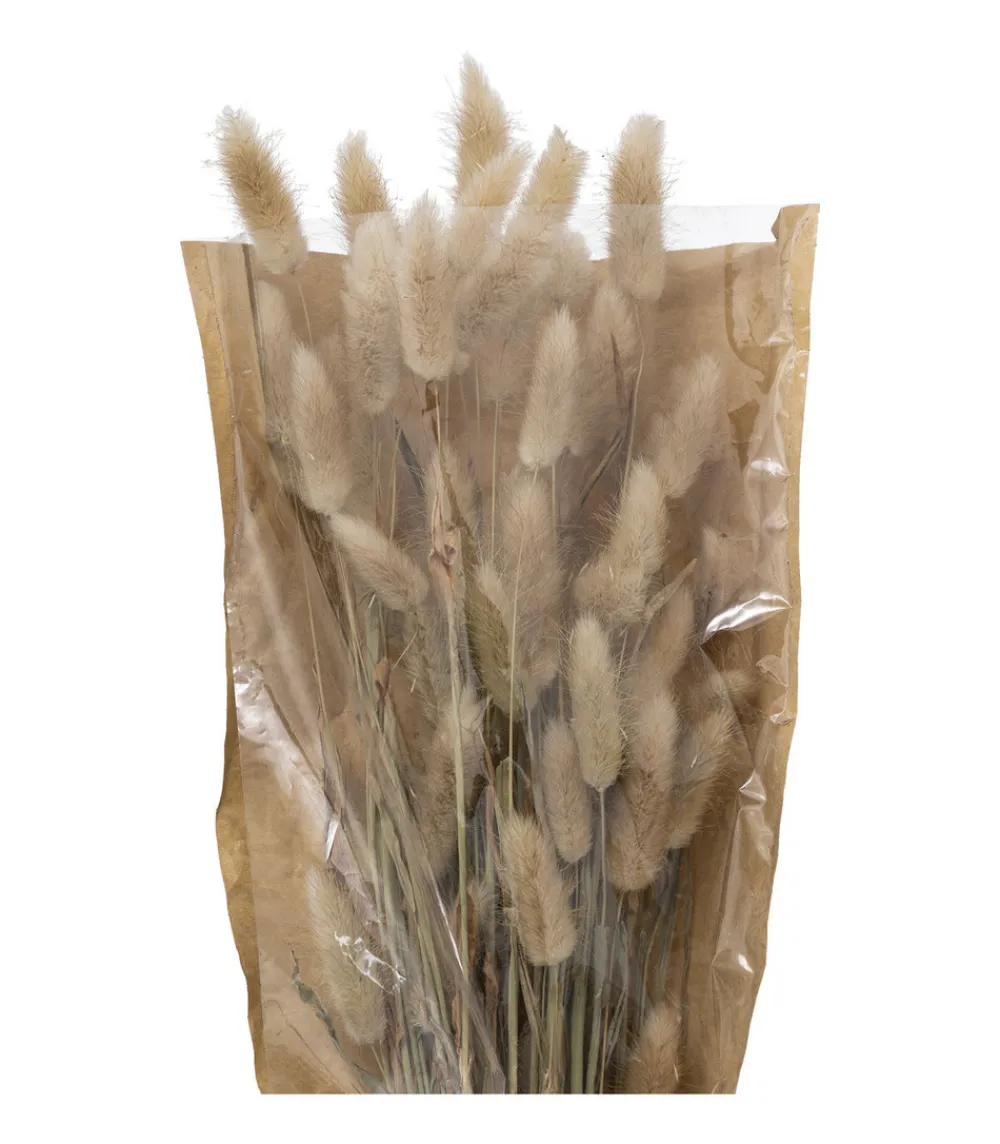 Atmosphera - Bouquet de fleurs séchées queue de lapin ivoire d. 18 x h. 58 cm Clearance