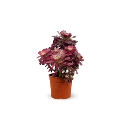 Attitude Jardin Cactus Et Plantes Grasses | - Aeonium medusa - ↕ 35-40 cm - ⌀ 21 cm - cactus et plantes grasses