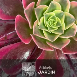 Attitude Jardin Cactus Et Plantes Grasses | - Aeonium medusa - ↕ 35-40 cm - ⌀ 21 cm - cactus et plantes grasses