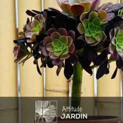 Attitude Jardin Cactus Et Plantes Grasses | - Aeonium super bang - ↕ 35-40 cm - ⌀ 21 cm - cactus et plantes grasses