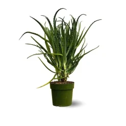 Attitude Jardin Cactus Et Plantes Grasses | - Aloe arborescens - succulentes - ↕ 50-60 cm - ⌀ 17 cm - plante d'intérieur