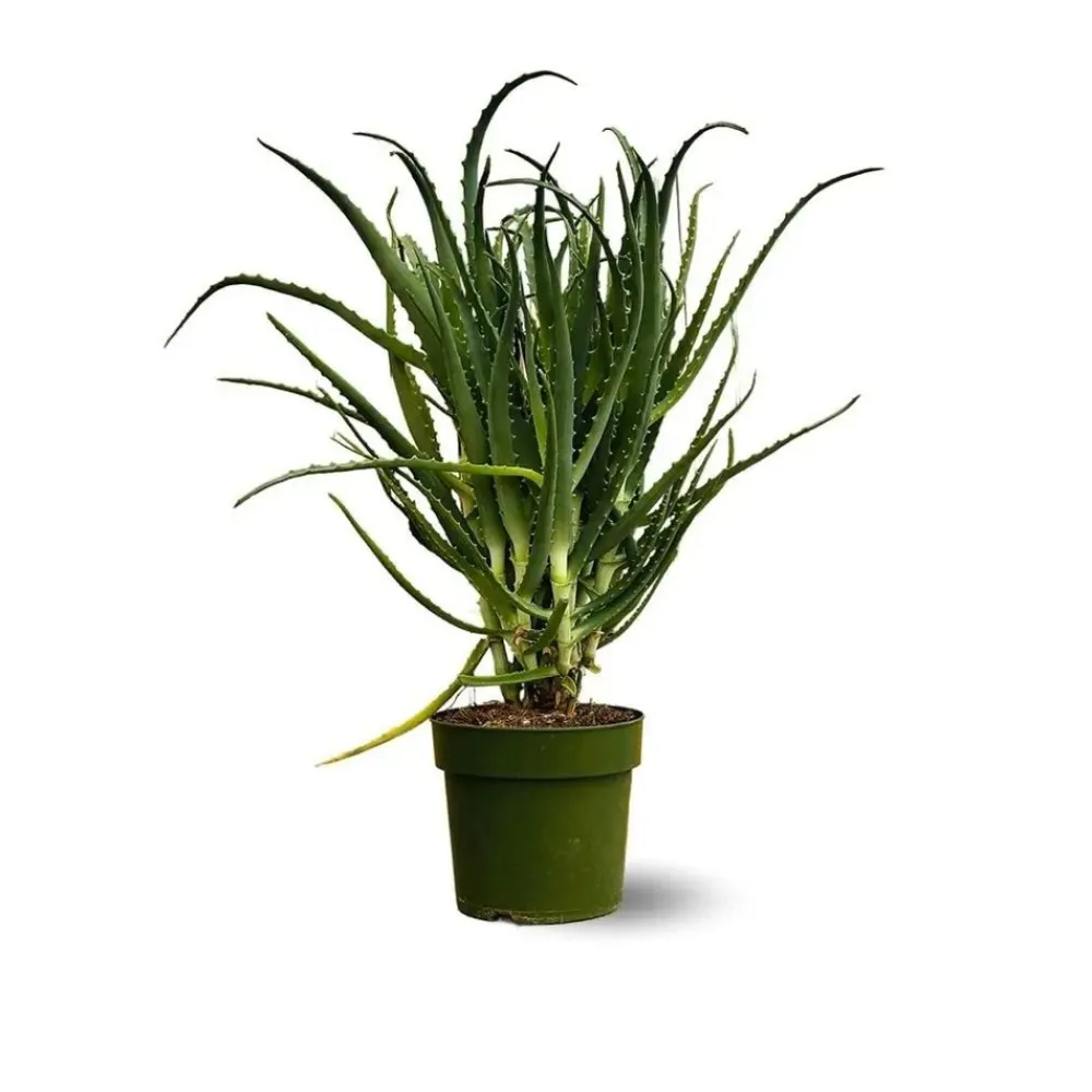 Attitude Jardin Cactus Et Plantes Grasses | - Aloe arborescens - succulentes - ↕ 50-60 cm - ⌀ 17 cm - plante d'intérieur