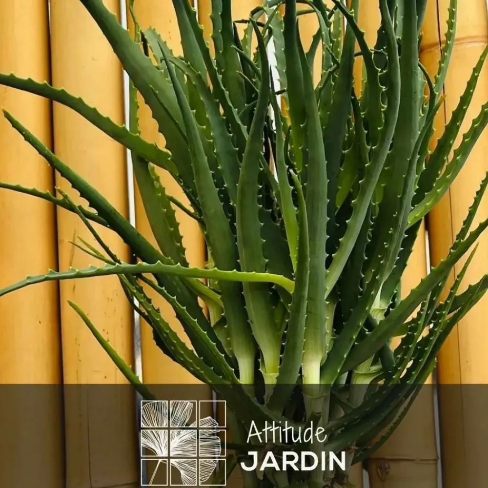 Attitude Jardin Cactus Et Plantes Grasses | - Aloe arborescens - succulentes - ↕ 50-60 cm - ⌀ 17 cm - plante d'intérieur
