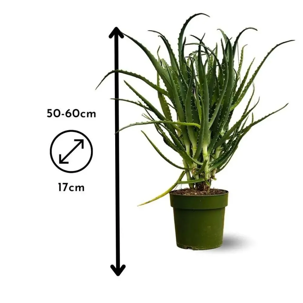 Attitude Jardin Cactus Et Plantes Grasses | - Aloe arborescens - succulentes - ↕ 50-60 cm - ⌀ 17 cm - plante d'intérieur