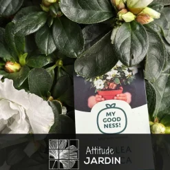 Attitude Jardin - Azalée indica - plante d'intérieur - ↕ 40-50 cm - ⌀ 18 cm - fleur blanche Hot