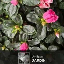 Attitude Jardin Plantes De Terre De Bruyère | - Azalée indica - plante d'intérieur - ↕ 40-50 cm - ⌀ 18 cm - fleur rose