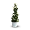 Attitude Jardin - Bougainvillier pyramide - plante fleurie - ↕ 70-80 cm - ⌀ 18 cm - plante d'extérieur - fleur blanche New